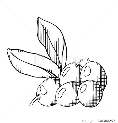 Greenery background with olive tree decoration. Olive berry composition Black and white. Vector graphic line ink illustration. Nature olive branch Design for package, cosmetic, textile, cards. Greenery background with olive tree decoration. Olive berry composition Black and white. Vector graphic line ink illustration. Nature olive branch Design for package, cosmetic, textile, cards. 130368257