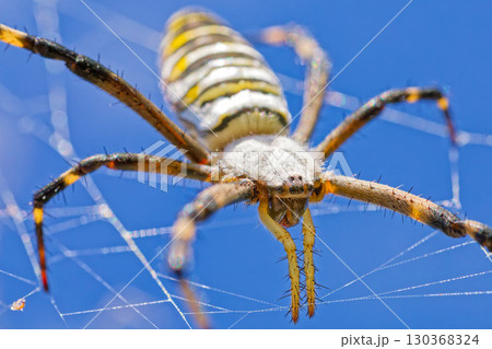 青空バックに巣を作るナガコガネグモ 130368324