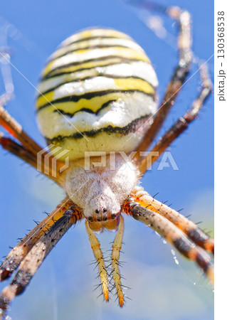 縞模様のナガコガネグモ、縦位置 縞模様のナガコガネグモ、縦位置 130368538
