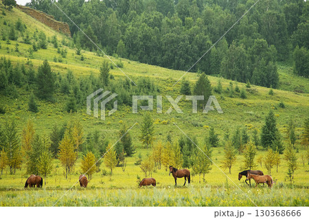 Herd of wild horse grazing on green summer meadow with trees. 130368666