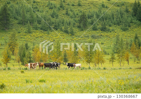 Herd of cow grazing on vibrant green pasture with forest in background. Livestock in natural rural landscape. 130368667