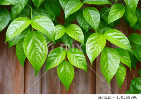 Vibrant green leaves cascading over wooden fence in springtime sunlight 130368996