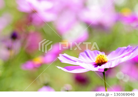 秋の風物詩 秋桜 秋の風物詩 秋桜 130369040