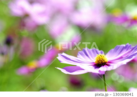 秋の風物詩 秋桜 秋の風物詩 秋桜 130369041