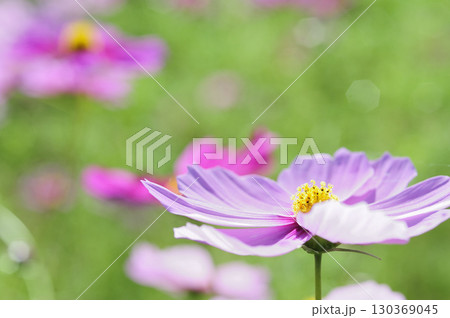 秋の風物詩　秋桜 130369045