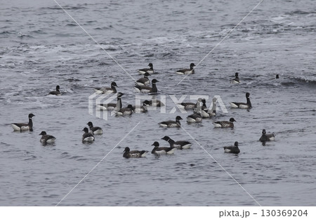 海上に群れるコクガン 海上に群れるコクガン 130369204