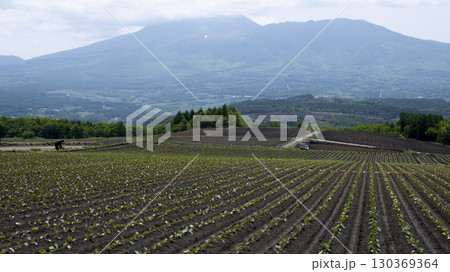 浅間をバックに畑が広がる初夏の風景を撮影 130369364