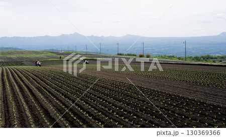 初夏のキャベツ畑と遠くに見える山々 130369366