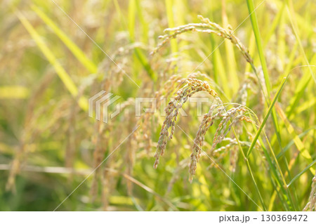 稲　稲穂	 130369472