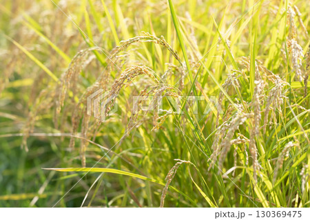 稲　稲穂	 130369475