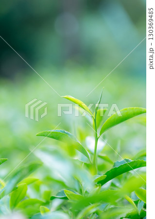 茶 茶葉 茶 茶葉 130369485