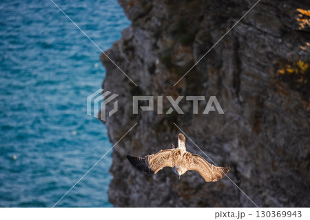 Wild seagull soaring near a rugged cliff over the deep blue sea, wings fully extended in flight. 130369943