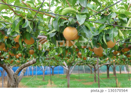 木に実った梨　なし　豊水　幸水　鎌ケ谷 130370564