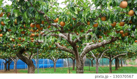 木に実った梨　なし　豊水　幸水　鎌ケ谷 130370567