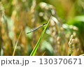 緑に溶け込むイトトンボ 130370671