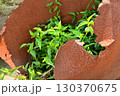 朽ちたドラム缶に宿る緑 130370675