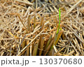 刈り取られた田んぼに芽吹く新芽 130370680
