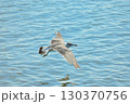 飛翔するカモメ 130370756