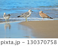 波打ち際のカモメたち② 130370758