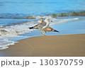 波打ち際のカモメたち① 130370759