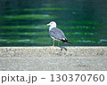 コンクリート上のカモメ② 130370760