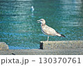 コンクリート上のカモメ① 130370761
