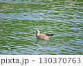 水面を泳ぐ若いカモメ 130370763