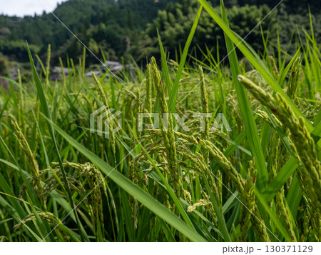 米不足の中、しっかりと育ってきた稲穂は喜び 米不足の中、しっかりと育ってきた稲穂は喜び 130371129