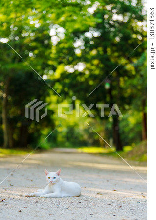 島根県松江市の風景 130371363