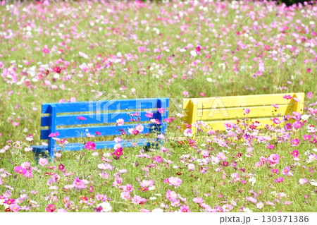 カラフルなベンチのあるコスモス畑 カラフルなベンチのあるコスモス畑 130371386