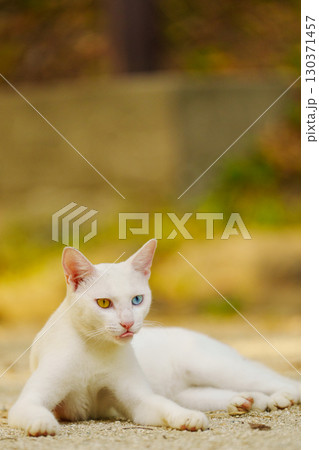 島根県松江市の風景 130371457