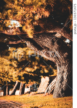 島根県松江市の風景 130371475