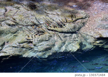 知床忠類川のサクラマス 130371484