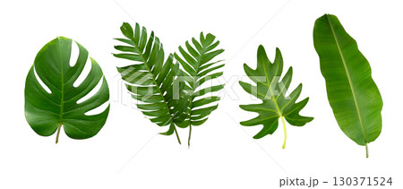 Banana, palm and monstera green leaf tropical plant isolated on white background. 130371524