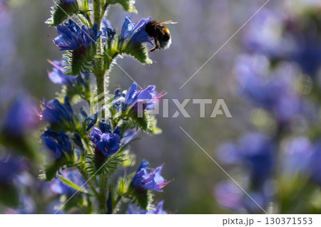 A honey bee pollinates vibrant purple lupine flowers in the warm summer evening light A honey bee pollinates vibrant purple lupine flowers in the warm summer evening light 130371553
