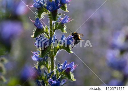 A honey bee pollinates vibrant purple lupine flowers in the warm summer evening light A honey bee pollinates vibrant purple lupine flowers in the warm summer evening light 130371555