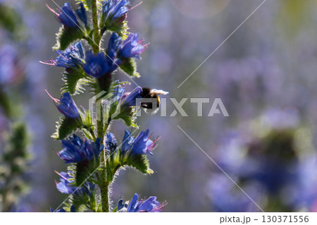 A honey bee pollinates vibrant purple lupine flowers in the warm summer evening light 130371556