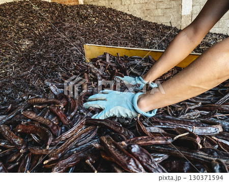 a man pushes carob pods from a trailer into a pile 130371594