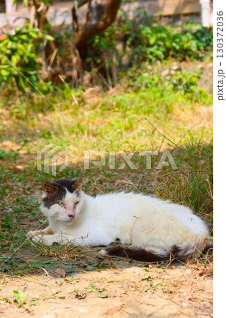 農家の庭の日陰に伏せて振り返る猫 農家の庭の日陰に伏せて振り返る猫 130372036