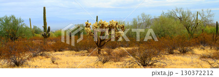 Winter San Tan Mountains Sonoran Desert Arizon Winter San Tan Mountains Sonoran Desert Arizon 130372212