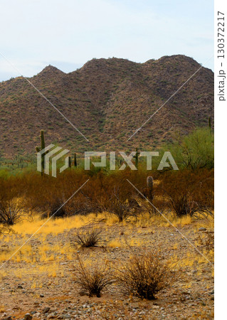 Winter San Tan Mountains Sonoran Desert Arizona 130372217