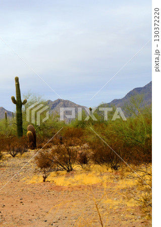 Winter San Tan Mountains Sonoran Desert Arizona 130372220