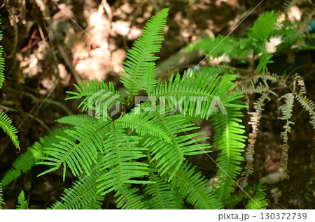 コシダ(ウラジロ科)の群落 コシダ(ウラジロ科)の群落 130372739