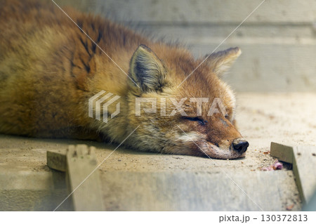 眠るキタキツネが丸くなって休む冬の日 130372813