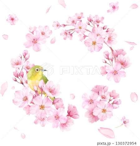 春の花：桜とメジロの水彩イラストで構成した円形装飾フレーム。花びらの背景。 130372954