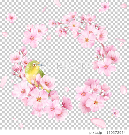 春の花：桜とメジロの水彩イラストで構成した円形装飾フレーム。花びらの背景。 130372954