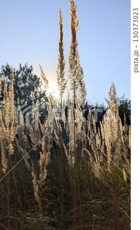 Sunlit Reed Grass in Late Summer 130373023