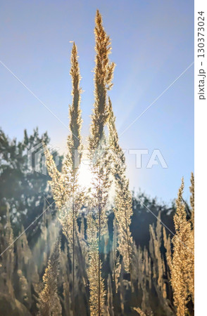 Calamagrostis arundinacea Glowing in the Breeze 130373024