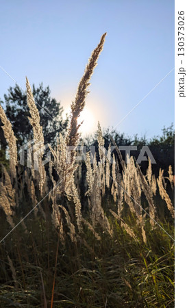 Sunlit Reed Grass in Late Summer Sunlit Reed Grass in Late Summer 130373026