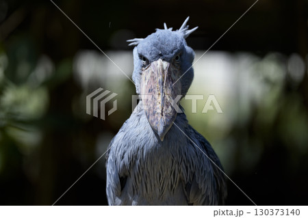堂々たる佇まいで見つめるハシビロコウの正面ポートレート 130373140